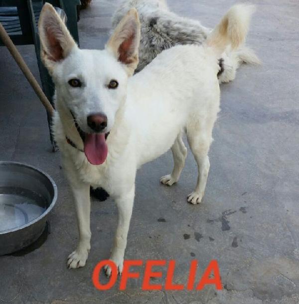 Ofelia, Cagnolina Composta, Raffinata E Sensibile